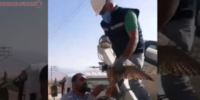 Ayağına kuş ölüsü bağlanan Şahin kurtarıldı