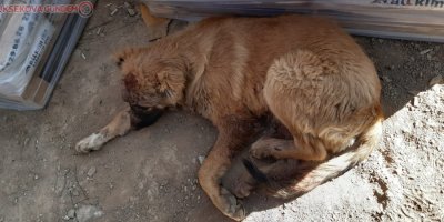 Ayağı kırılan köpek tedavi altına alındı