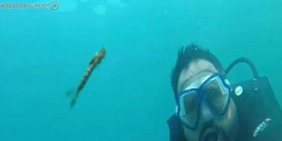 Van Gölünde yeni bir canlı türü keşfedildi