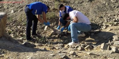 Hakkari’de zehirlenen tilki tedavi altına alındı
