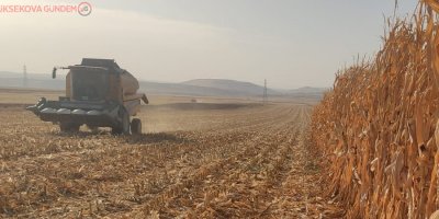 Mardin’de mısır hasadına başlandı