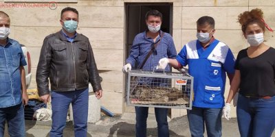 Yaralı baykuş Van’a sevk edildi