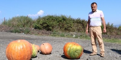 Zonguldak'ta 60 kiloluk kabak görenleri şaşırtıyor