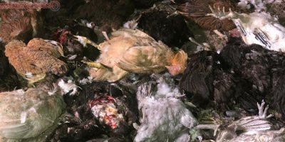 Kümese dadanan başıboş köpekler tavukları telef etti