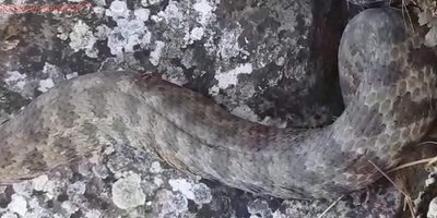 Siirt'te görülen dev yılan paniğe neden oldu