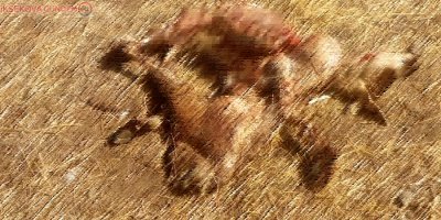 Kurtlar sürüye saldırdı: 30 koyun telef, 50’si kayıp