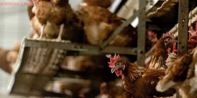 Japonya'da kuş gribi paniği