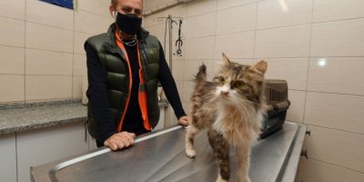 Depremzede kediyi Haluk Levent sahiplendi