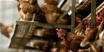 Japonya'da kuş gribi salgını yayılıyor