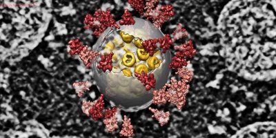 Mutasyon araştırması: Virüs daha bulaşıcı hale gelmedi