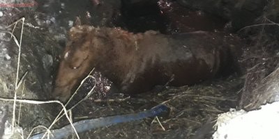 Yüksekova’da çamura saplanan at kurtarıldı