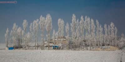 Yüksekova'da ağaçlar dondu