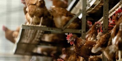 Kuş gribi salgını Japonya'da etkisini arttırıyor