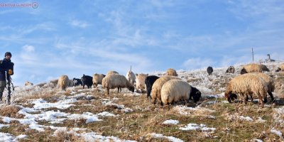 Karlı yamaçlarda koyun otlatma çilesi