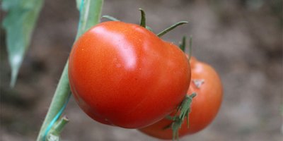 Kasımda fiyatı en fazla artan ürün domates oldu