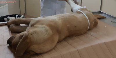 Aracın Çarptığı köpek tedavi altına alındı