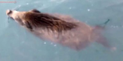 Van Gölü Canavarı sandılar, domuz çıktı