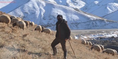 Yüksekova'daki besicilerin zorlu kış mesaisi