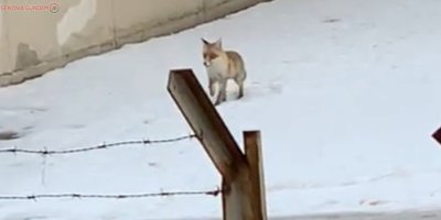 Kapalı olan okulun bahçesine gelen tilki kamerada