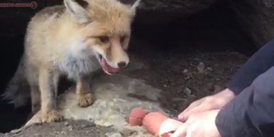 Aç tilkiye salam ziyafeti