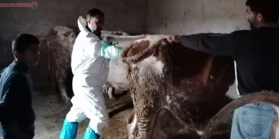 Van'da inekler suni olarak gebe bırakılıyor