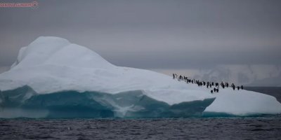 Antarktika'da ilk Covid vakaları tespit edildi