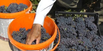 Van Erciş üzümü tescillendi