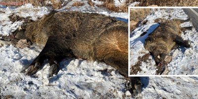 Yüksekova'da otomobilin çarptığı domuz telef oldu