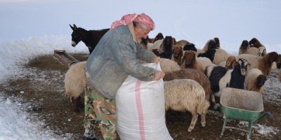 Şırnak yaylalarında zorlu yaşam