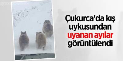 Çukurca'da kış uykusundan uyanan ayılar görüntülendi