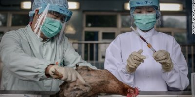 Çin'de kuş gribi alarmı