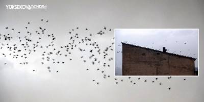 Yüksekova'da sığırcık kuşlarından görsel şölen: Binlerce kuş bir araya geldi