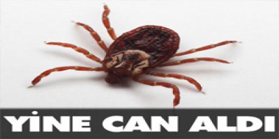 Keneye 2 kurban daha