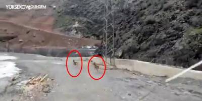 Yüksekova’da dağ keçileri görüntülendi