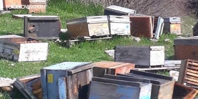 Çukurca'da kış uykusundan uyanan ayılar bal kovanlarına saldırdı