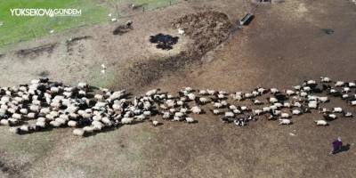 Yüksekova'da kuzuların anneleriyle buluşması renkli görüntüler oluşturdu