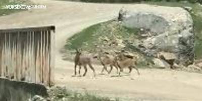 Şemdinli'de dağ keçileri görüntülendi