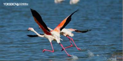 Flamingolar Erçek Gölü’ne bu yıl erken geldi