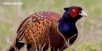 Kene avcısı 15 bin ‘sülün’ doğaya salınacak