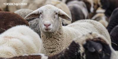 Yüksekova Kurban Bayramı mesajları (2021)