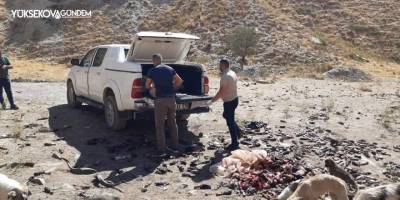 Hakkari'de sokak hayvanlarına sakatat bırakıldı