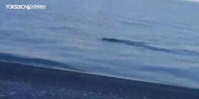 Yaban domuzunu ‘Van Gölü Canavarı’ sandılar