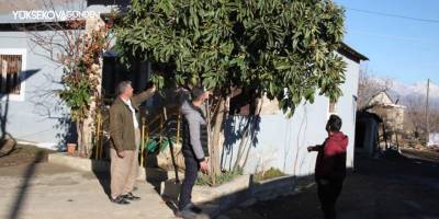 Derecik’te kış günü ağaçlar çiçek açtı