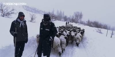 Esendere'de mahsur kalan 200 küçükbaş kurtarıldı