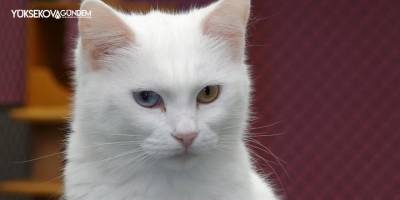 2022 yılının ilk Van kedileri dünyaya geldi