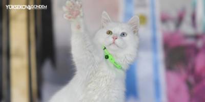 Van kedileri podyuma çıkmaya hazırlanıyor