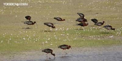 Yüksekova'da sürü halinde ‘bayağı aynak’ kuşları görüntülendi