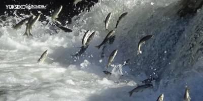 İnci kefali için hazırlık çalışmaları tamamlandı