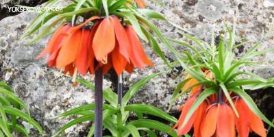 Ters Lale koparanlar bu habere dikkat!