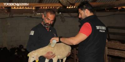 Küçükbaş hayvanlar kenelere karşı ilaçlanıyor
